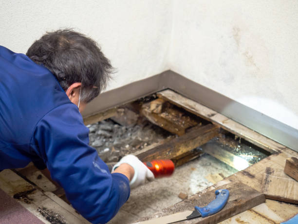 Best Black Mold Remediation in St Joseph, MI