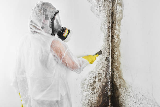 Best Localized Mold Remediation (e.g., coastal areas, humid climates) in St Joseph, MI