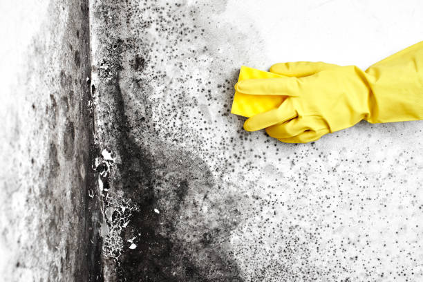 Best Bathroom Mold Remediation in St Joseph, MI