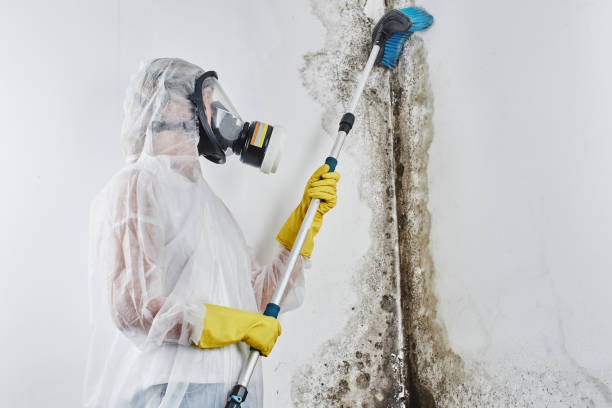 Best Mold Remediation for Specific Building Types in St Joseph, MI