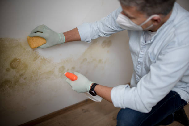 Best Basement Mold Remediation in St Joseph, MI