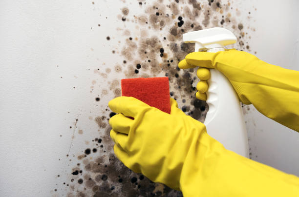 Best Industrial Mold Remediation in St Joseph, MI
