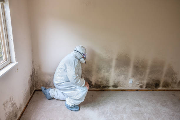 Best Mold Remediation for Schools in St Joseph, MI